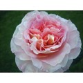 Garden Roses - Augusta Luise
